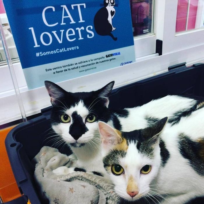 Clinica Veterinaria PARQUE GRANDE — Gato
