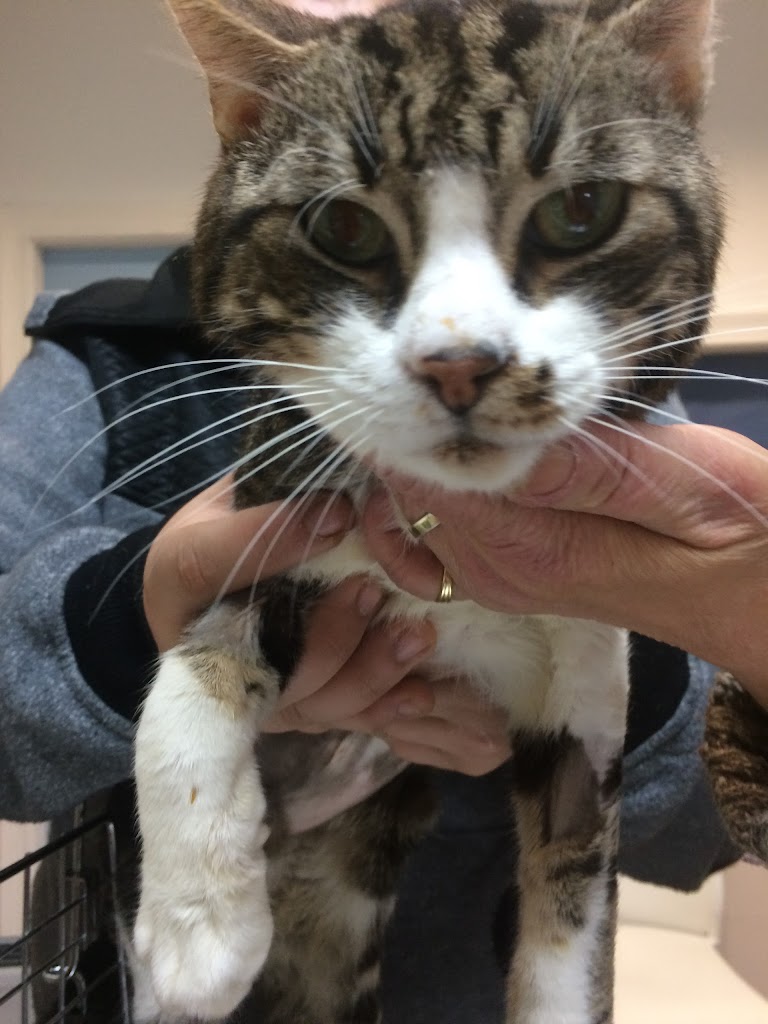 Centro Veterinario CPG — Del propietario