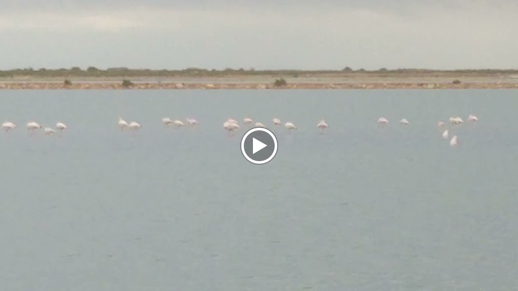 Lodos del Mar Menor — Videos