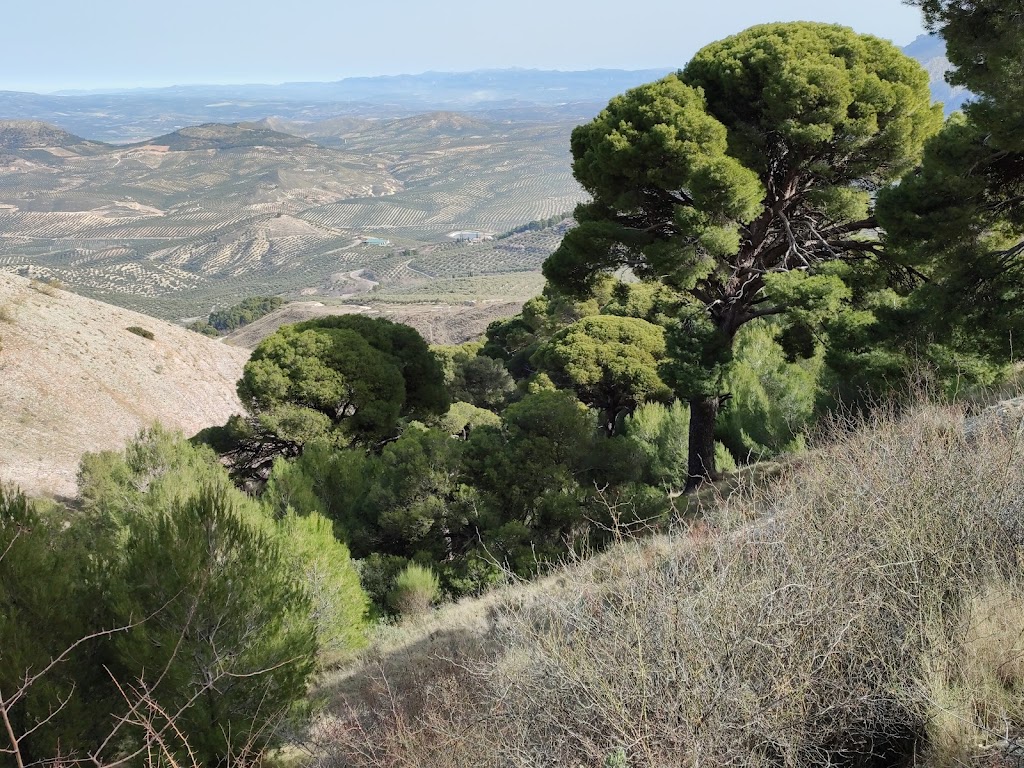 Pinar de Canava