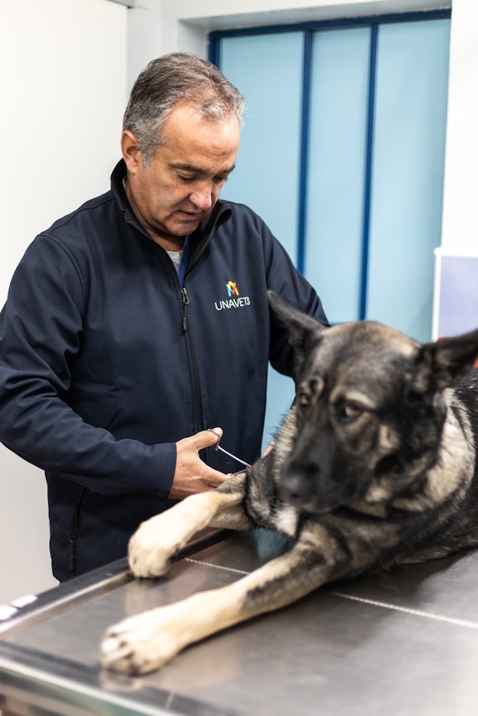 Clinica Veterinaria Ensanche — Perro