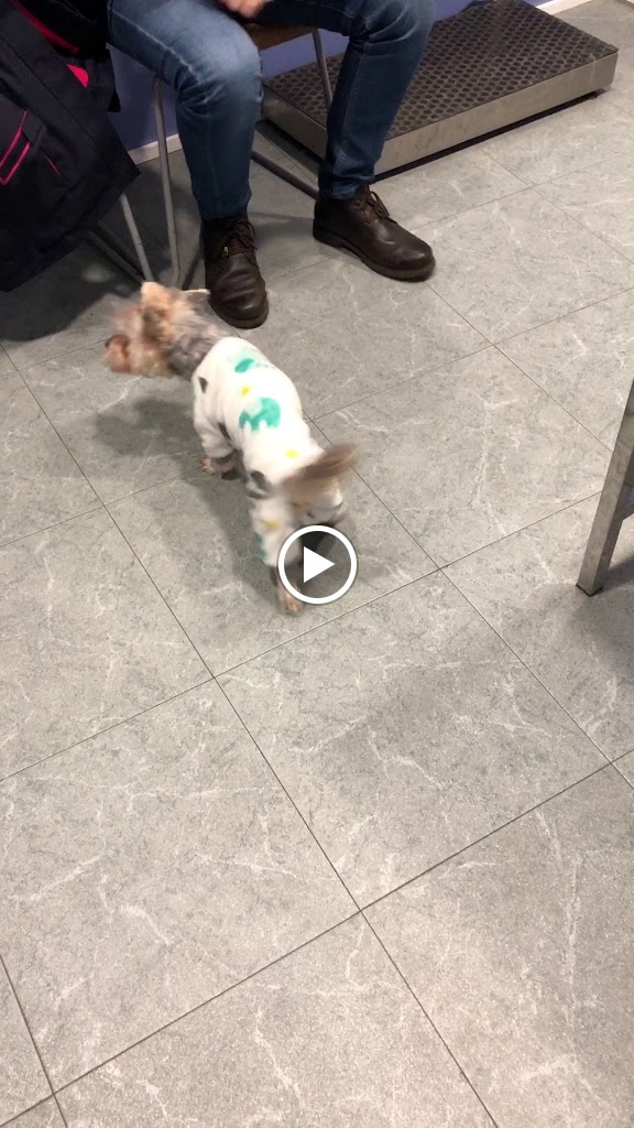 Clinics Veterinaria — Videos