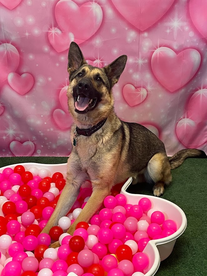 Dog