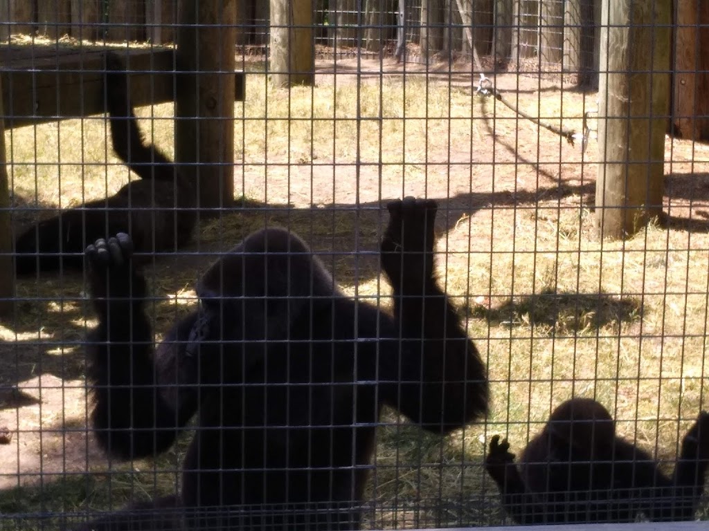 Western Lowland Gorilla Exhibit