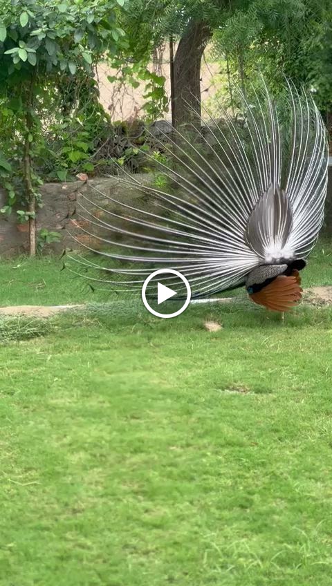 Videos
