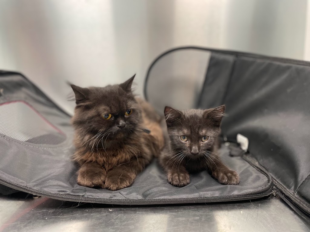 Fionetta - Veterinario en Elche — Gato