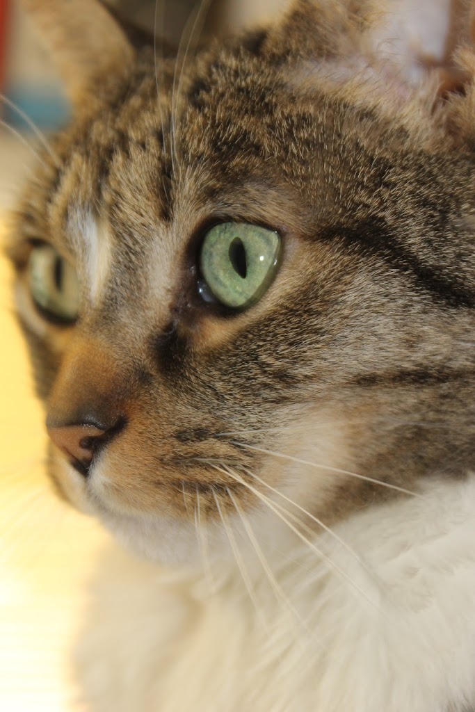 Clinica Veterinaria Valls — Del propietario