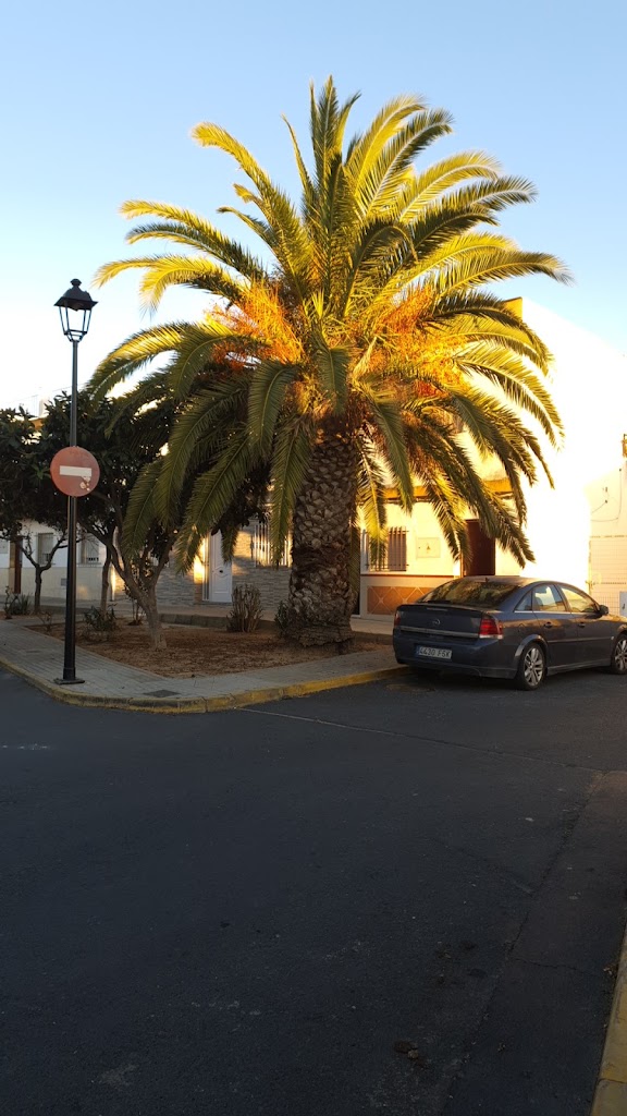 Palmera el cabezo