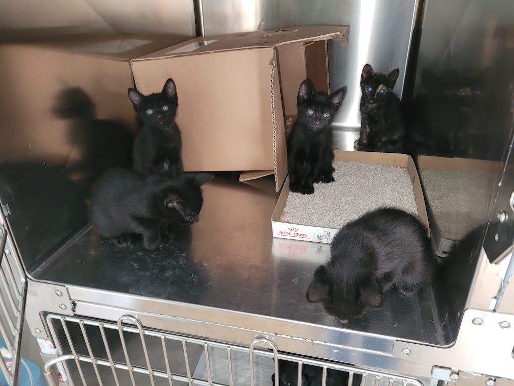 Clinica Veterinaria Espuna — Del propietario