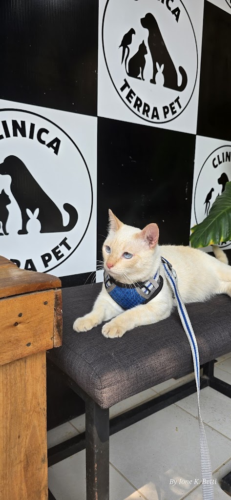 Gato