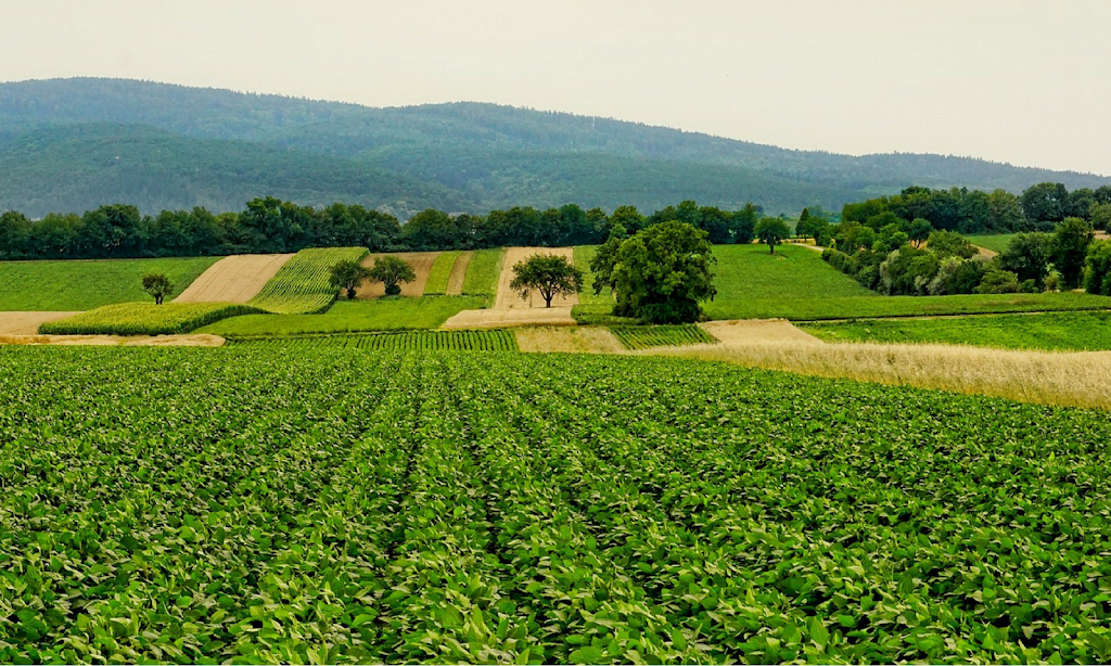 B. Marino y Salazar - Bmys Agro