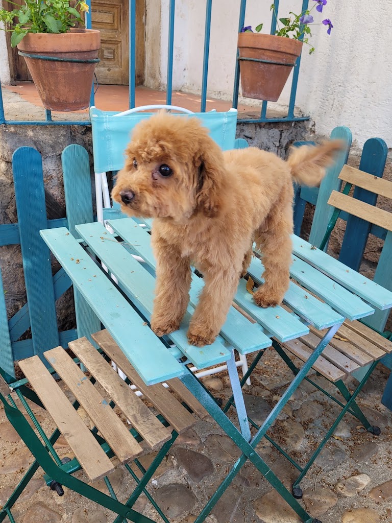 Clinica Veterinaria Movil Los Penascales — Perro