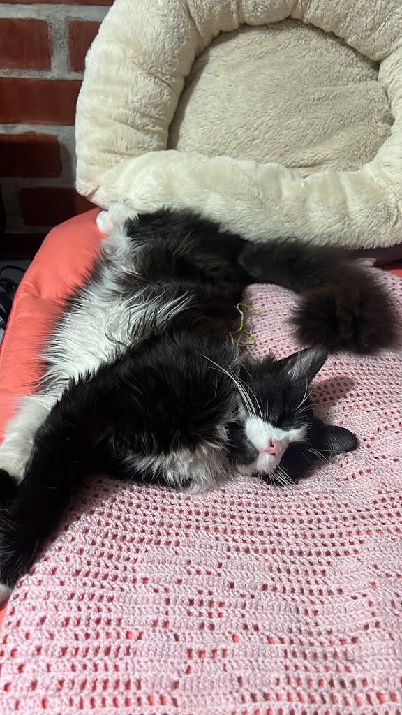 Gato