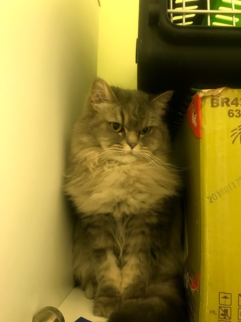 Gato