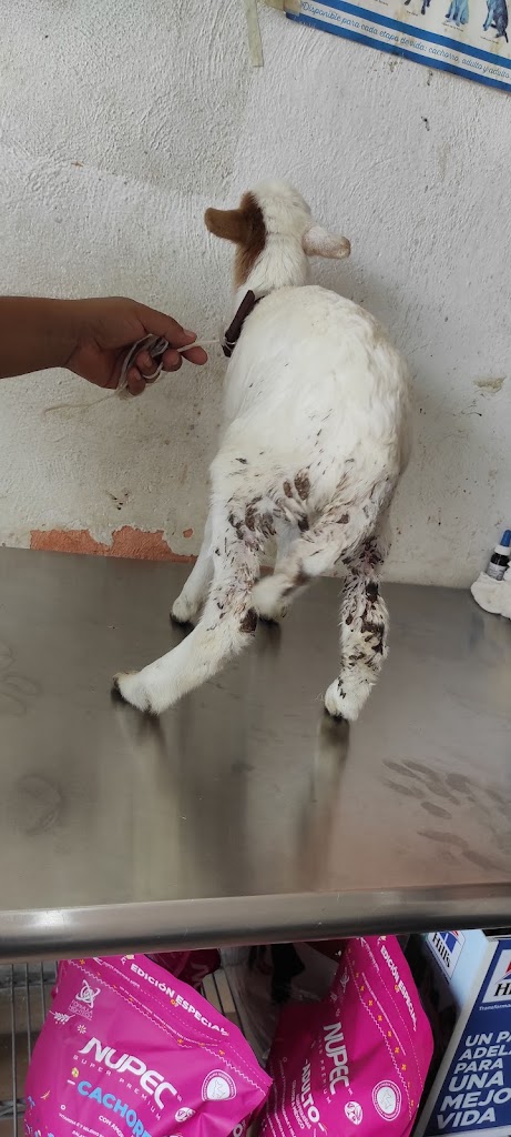 Veterinaria Animal care — Del propietario