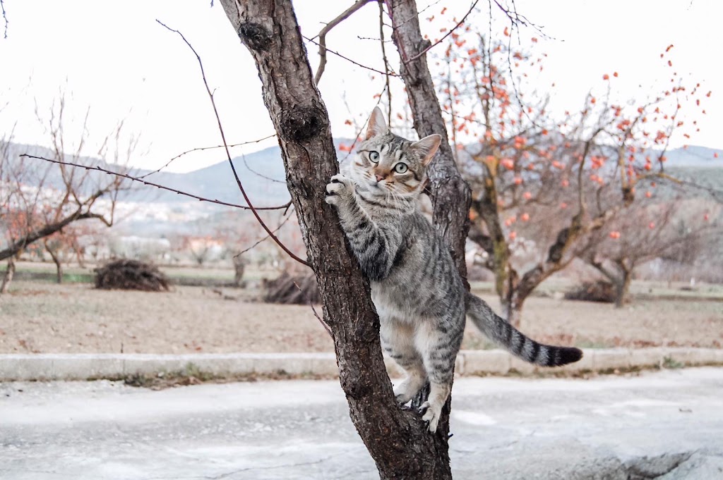 Clinivet — Gato