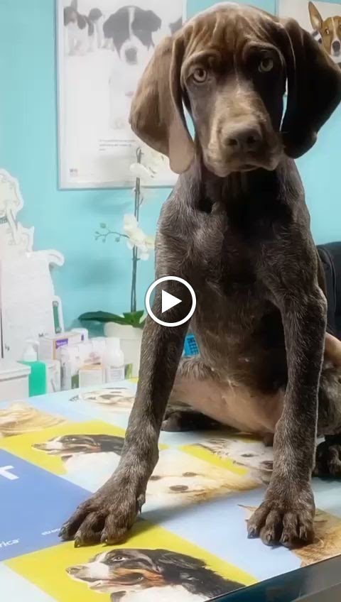 Centro Veterinario Razas-Telde — Del propietario