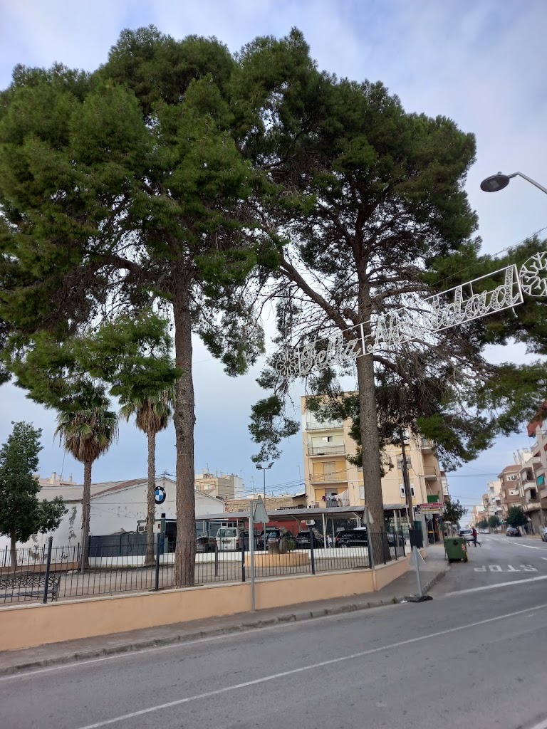 Pinos de gran tamano 2