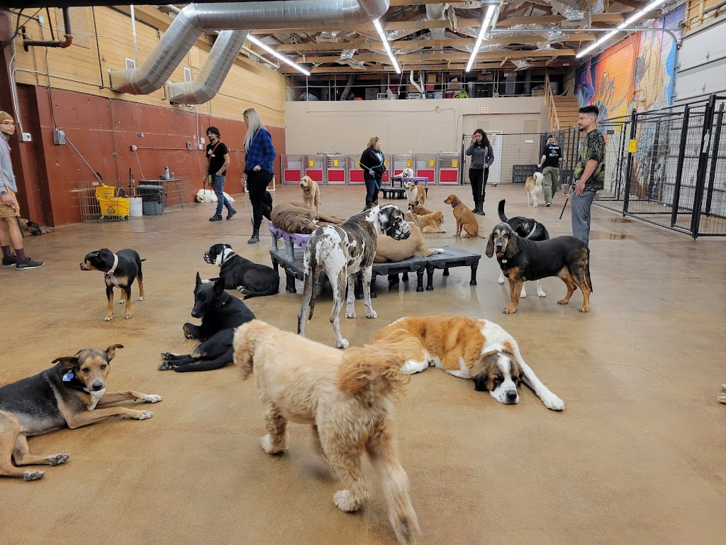 Dog day care center in Draper