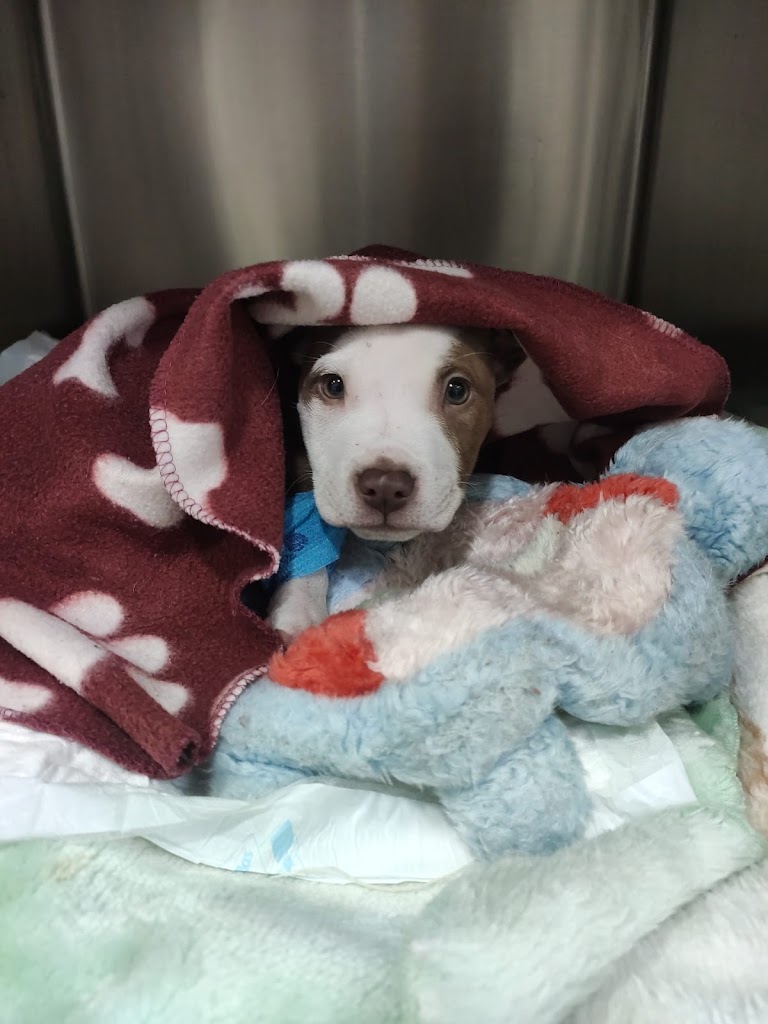 Clinica Veterinaria Vallparadis — Del propietario