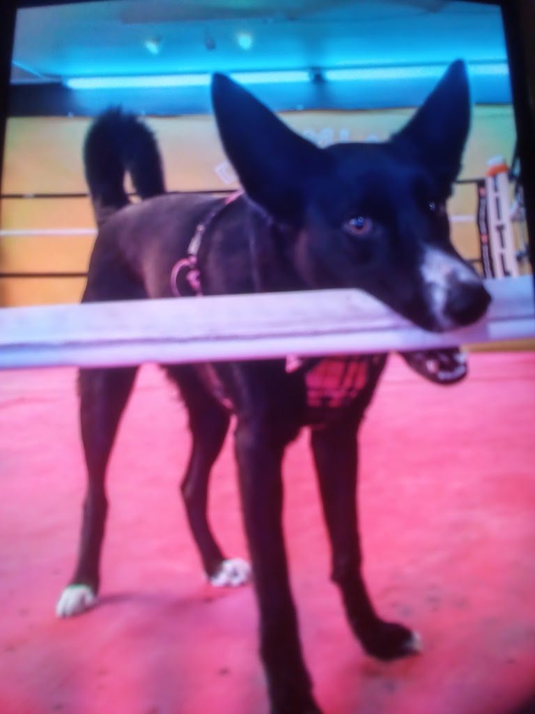  Dreamland Boxing Club