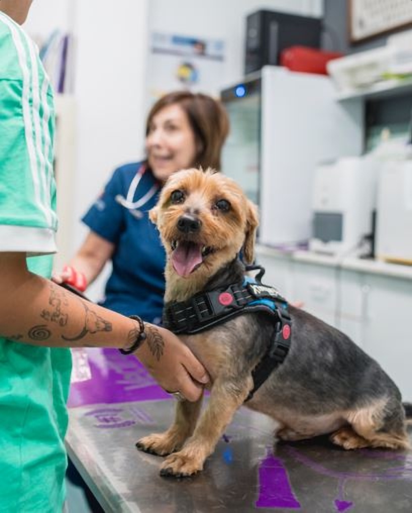 Clinica Veterinaria La Huella — Perro