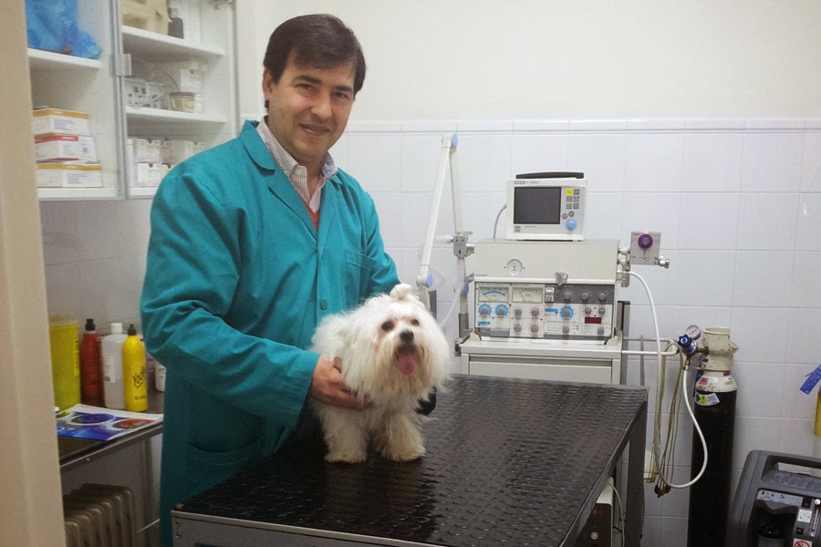 Clinica Veterinaria Manuel Garcia Izquierdo — Perro