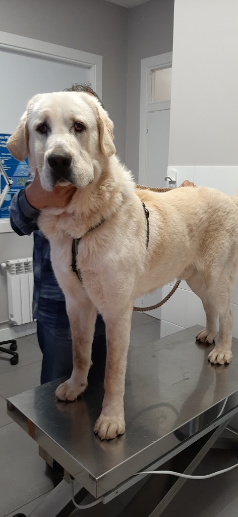 CLINICA VETERINARIA " LOS CASTROS" (Dra.Machiandiarena)