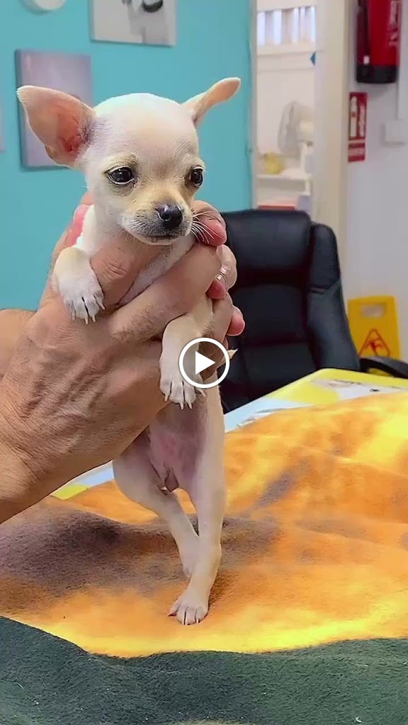 Centro Veterinario Razas-Telde — Videos