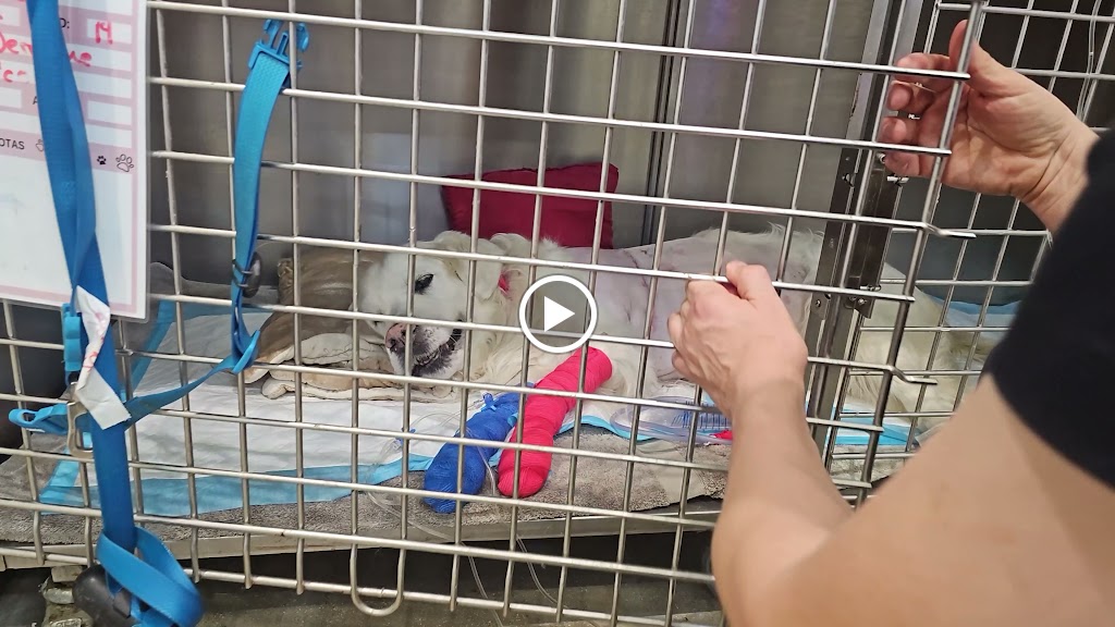 Clinica Veterinaria DRL Benijofar — Videos