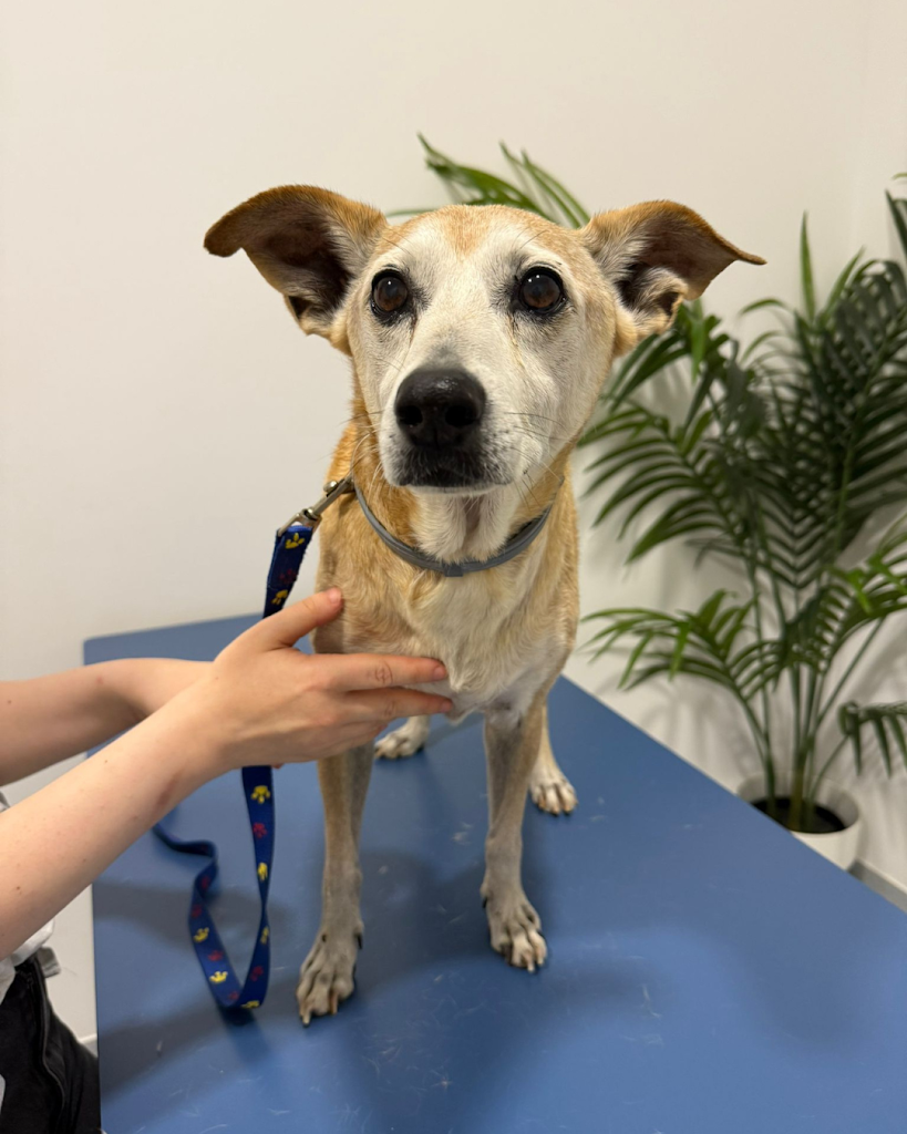 trufa Clinica Veterinaria — Perro