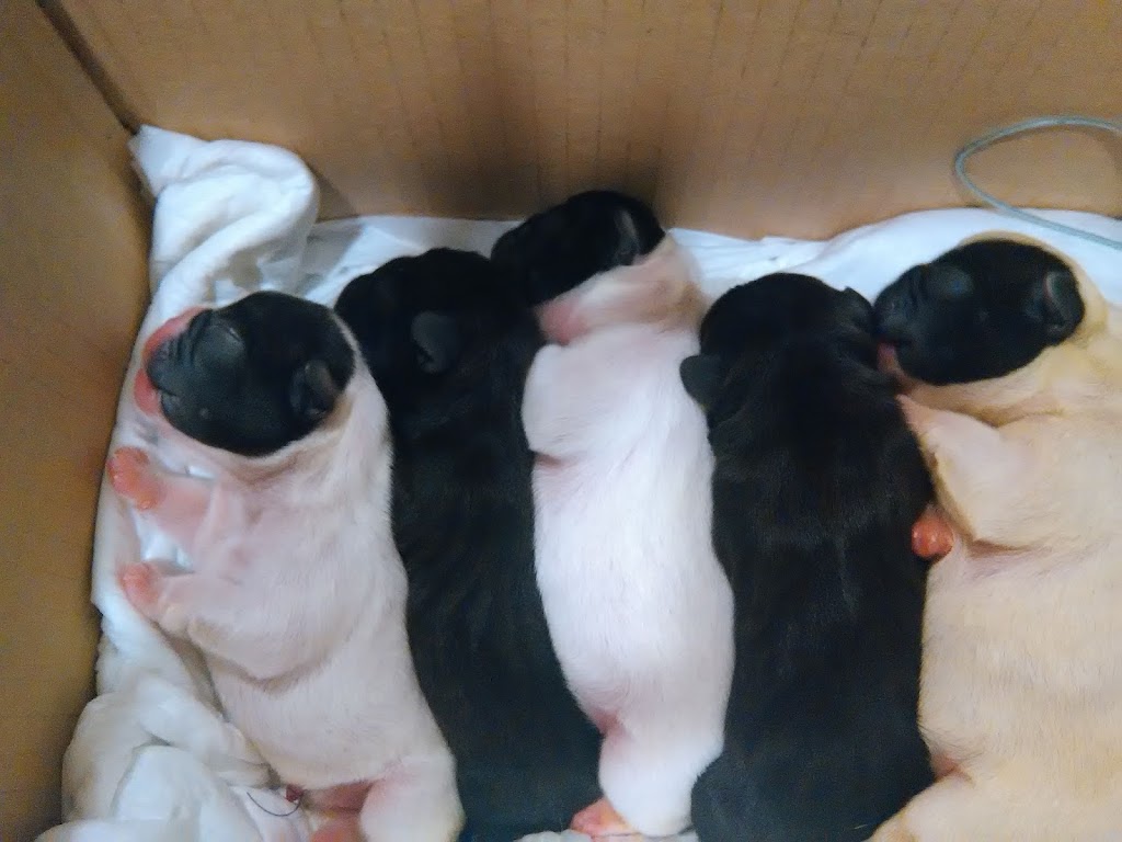 CLINICA VETERINARIA CYNOS