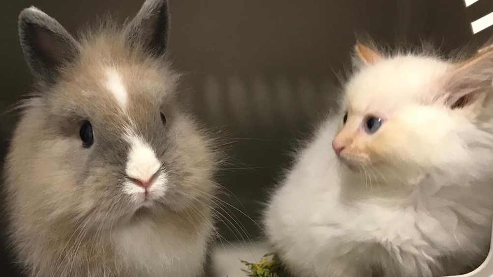 Quetzal Clinica Veterinaria