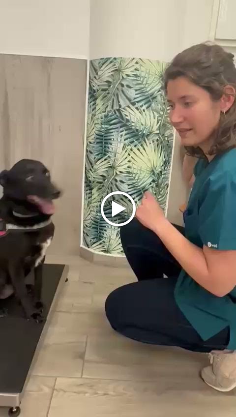 Mairata Veterinari — Videos