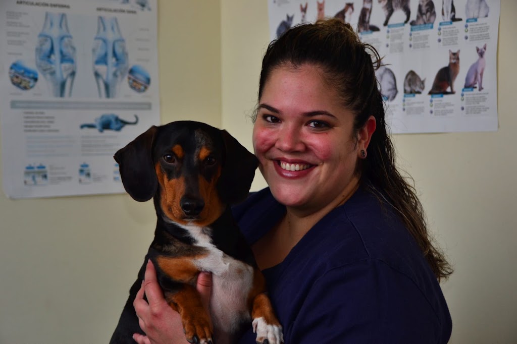 Clinica Veterinaria Tibicenas — Perro