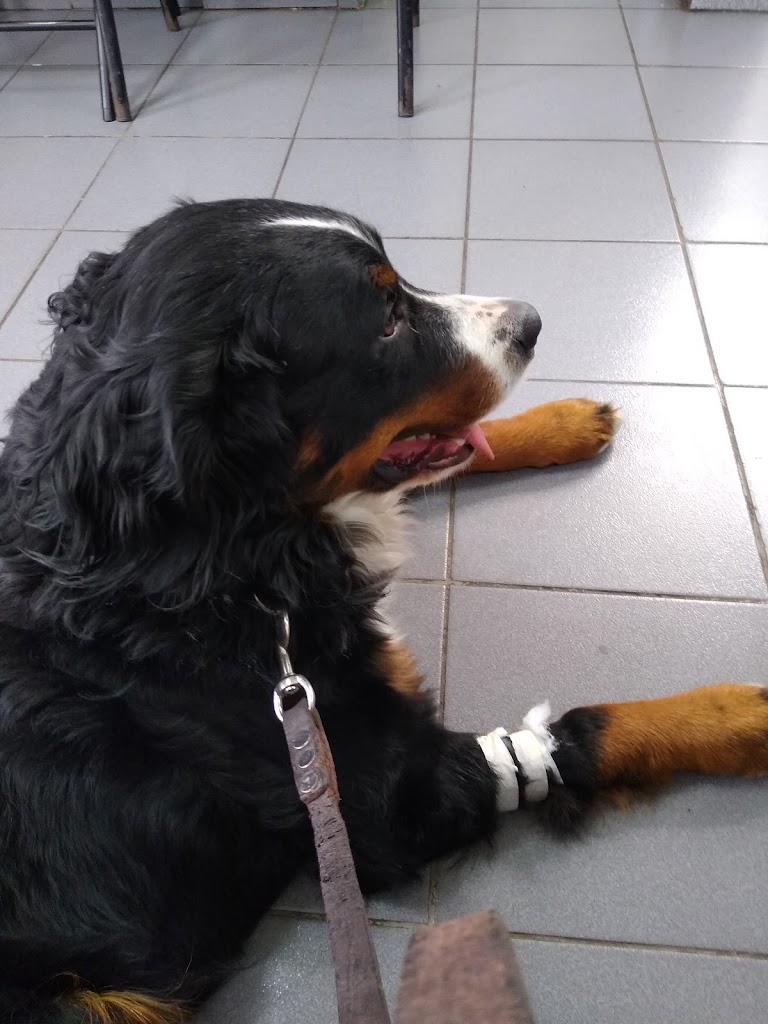 Hospital Veterinario Puente Alto en Puente Alto