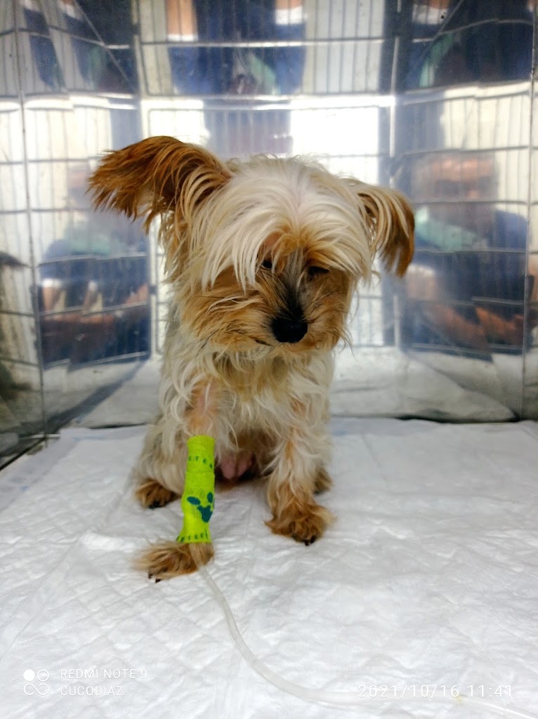 Clinica Veterinaria Talavera — Perro