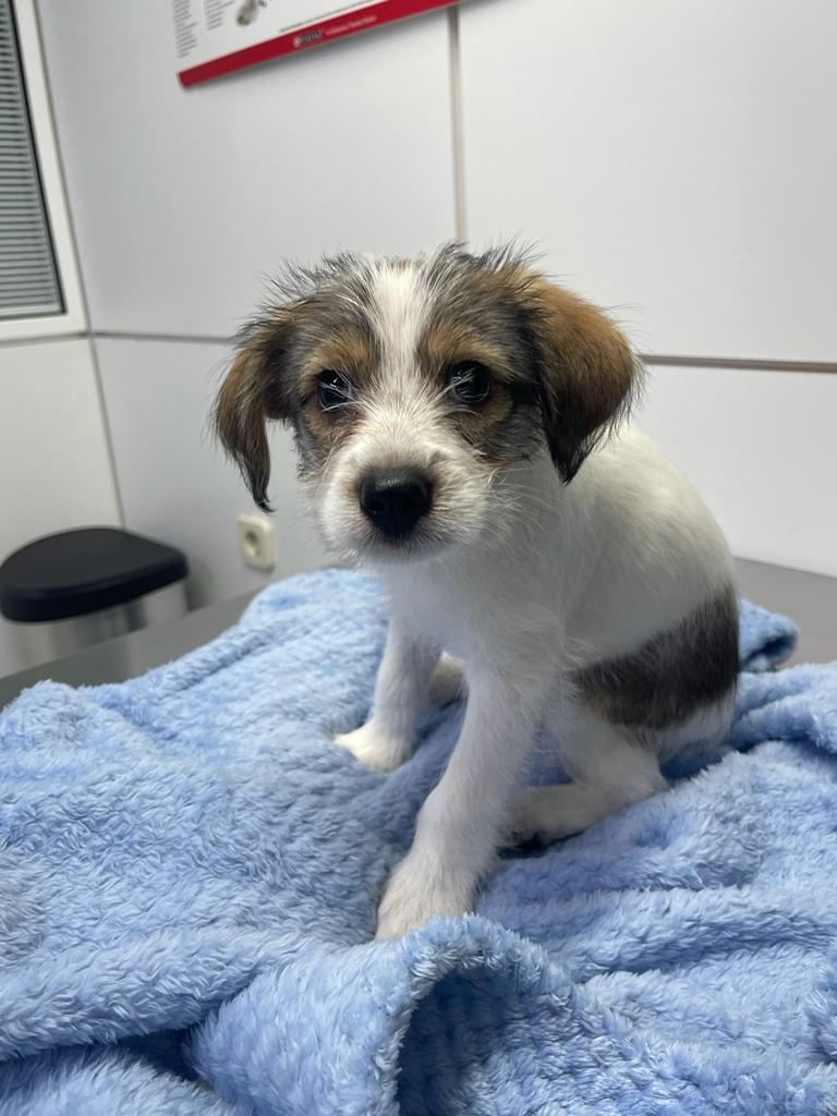 Clinica Veterinaria Ciudad Lineal El Parque — Del propietario