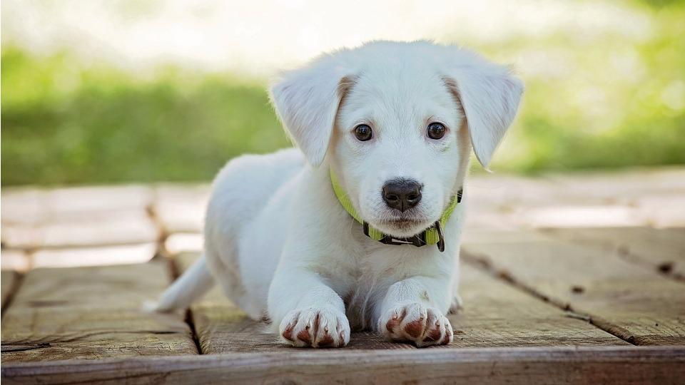 Centro Veterinario Animalia — Del propietario