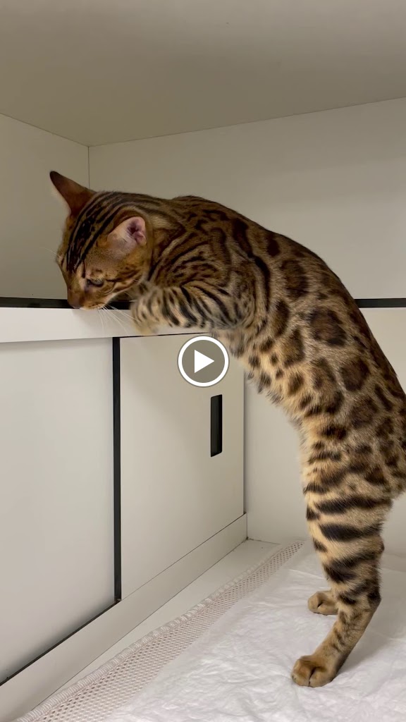 GatiGos Veterinaris — Videos