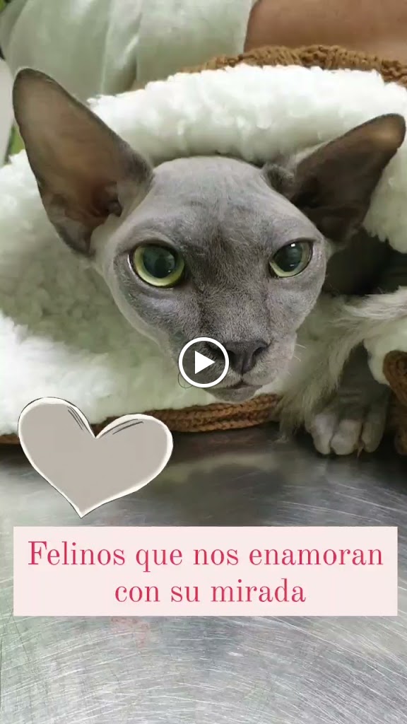Centro Veterinario Eusgar — Videos