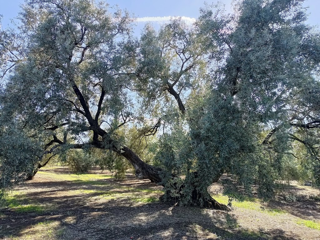 Olivo monumental