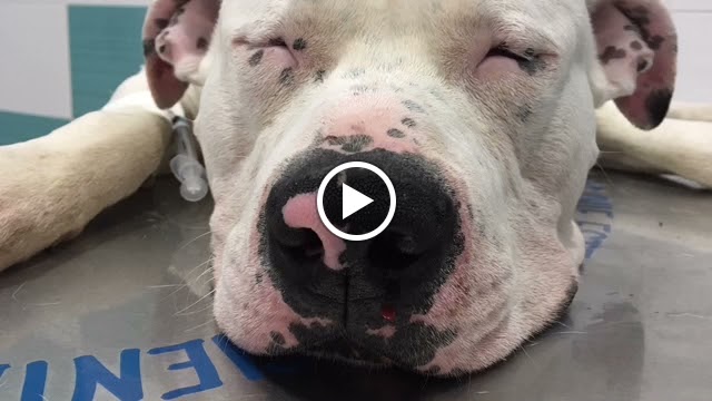 Estenova Clinica veterinaria — Del propietario