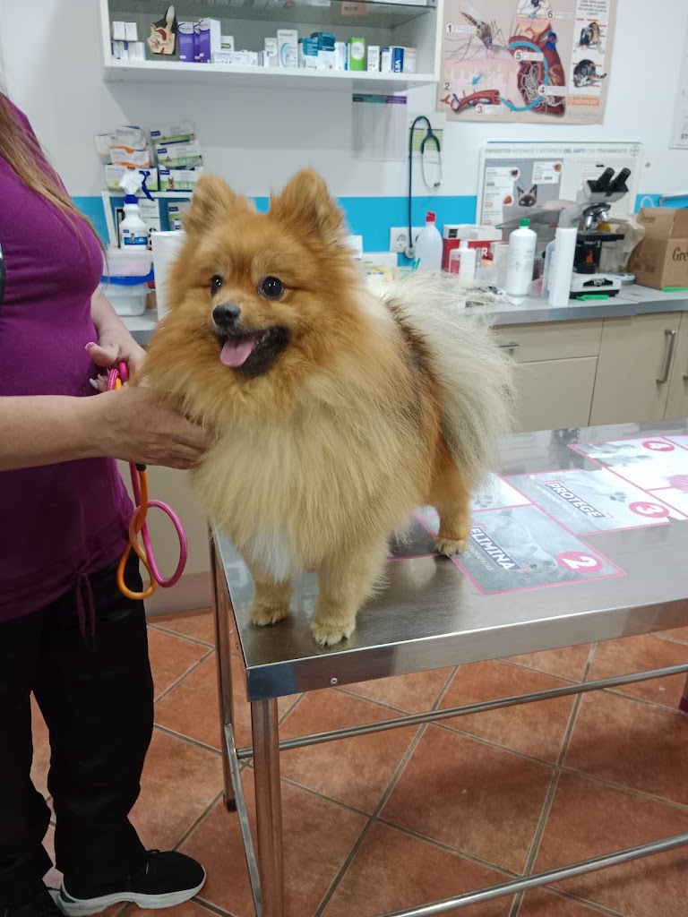 Centro Veterinario Guadaira — Perro