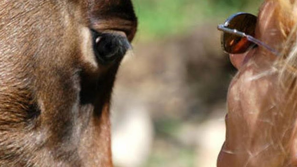 Clinica Veterinaria Mon Animal Berga