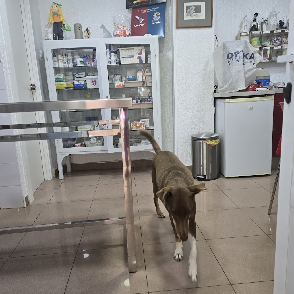 Perro