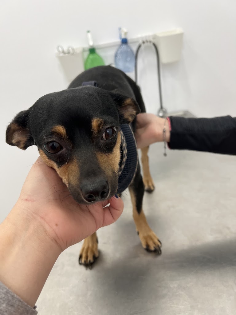 Clinica Veterinaria Vida Animal — Del propietario