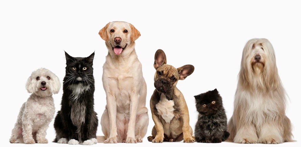 Dog day care center in American-Fork