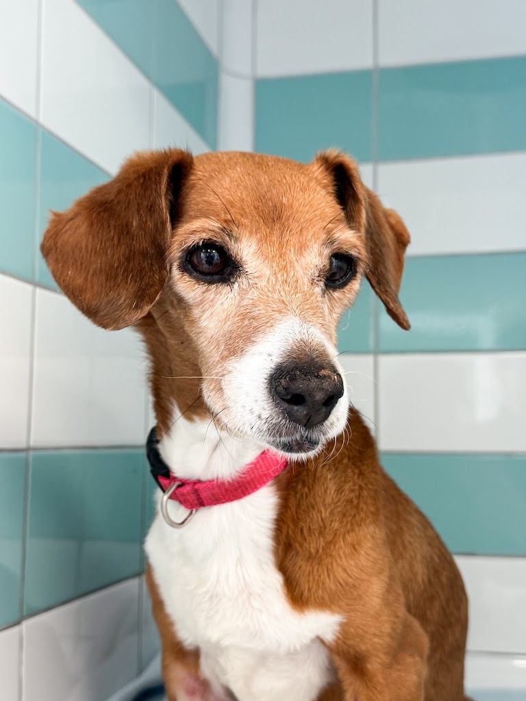 Hospital Veterinario del Mar - Castellon — Perro