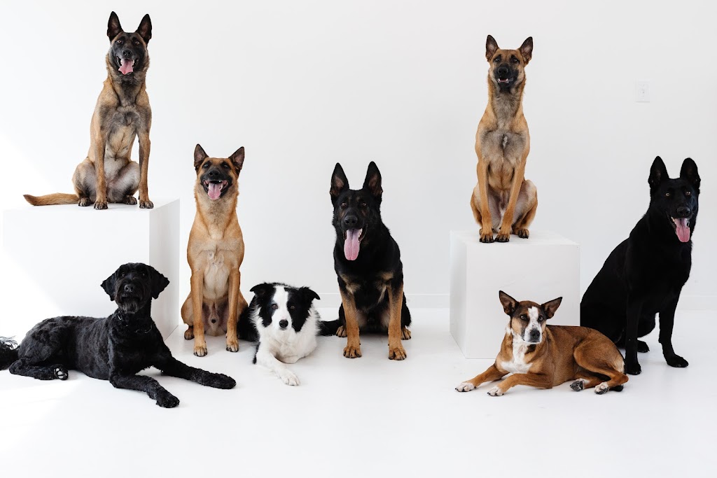 Dog trainer in Lehi